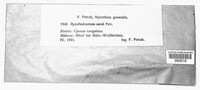 Myxofusicoccum corni image
